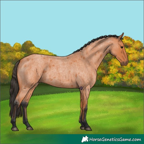 Horse Color:Unknown 