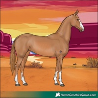 Horse Color:Chestnut 