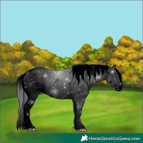 Horse Color:ERROR: UNKNOWN ANOMALY