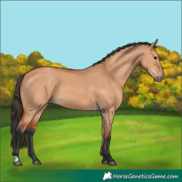 Horse Color:Unknown 