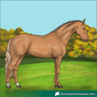 Horse Color:Unknown 