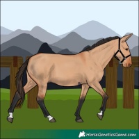 Horse Color:Bay Dun 