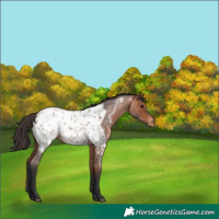 Horse Color:Bay Roan Appaloosa Rabicano 