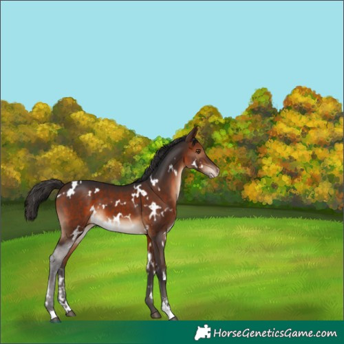 Horse Color:White Spotted Brown Sabino Appaloosa 