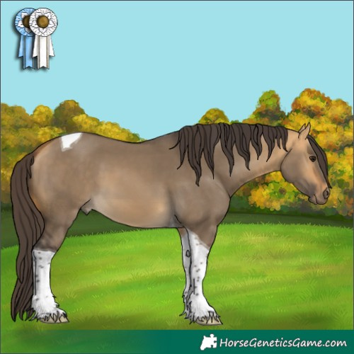 Horse Color:Buckskin Dun Tobiano 