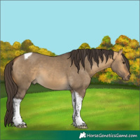 Horse Color:Buckskin Dun Tobiano 