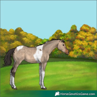 Horse Color:Bay Dun Tobiano 
