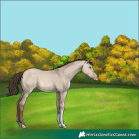 Horse Color:Amber Champagne Dun Tobiano 