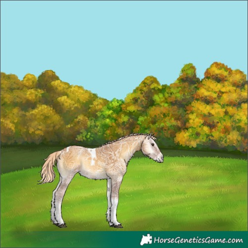 Horse Color:Palomino Ice Onyx Tobiano 