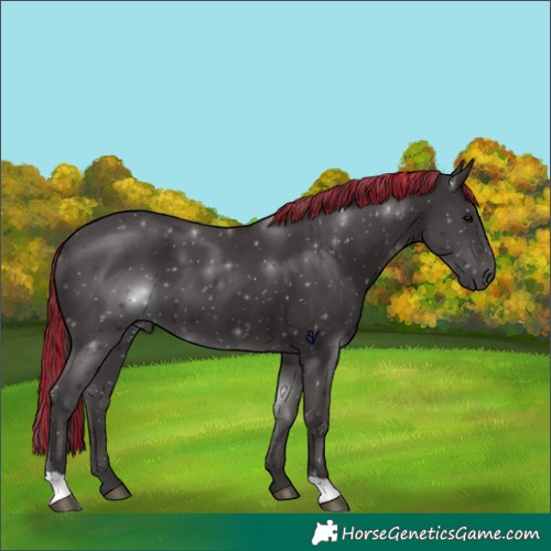 Horse Color:Painted Black 
