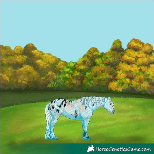 Horse Color:Void Thunderstruck Silver Bay Ice Dun Sabino Appaloosa 