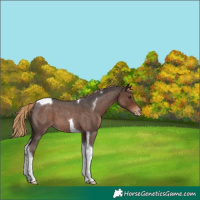 Horse Color:Liver Red Roan Tobiano Appaloosa