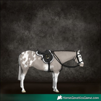 Horse Color:Grullo Sabino Splash Appaloosa 