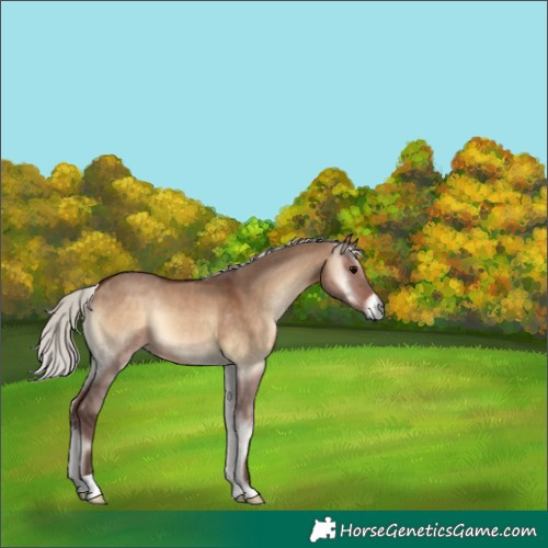 Horse Color:Silver Bay Onyx 