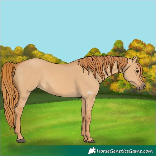 Horse Color:Red Dun 