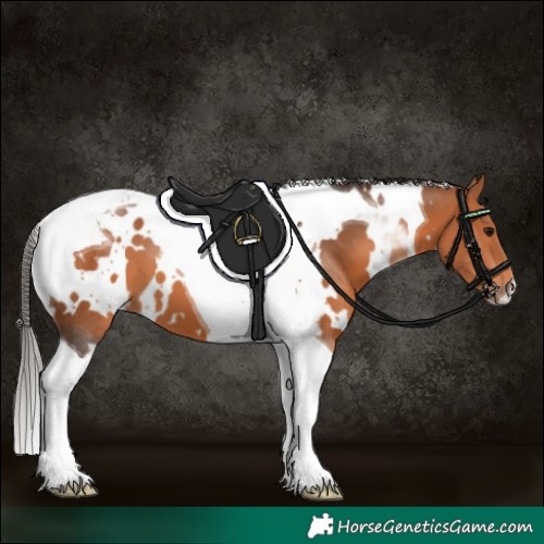 Horse Color:White Spotted Bay Tobiano 