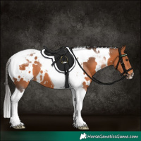 Horse Color:White Spotted Bay Tobiano 