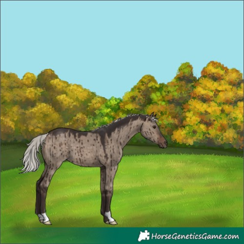 Horse Color:Silver Brown Dun Brindle