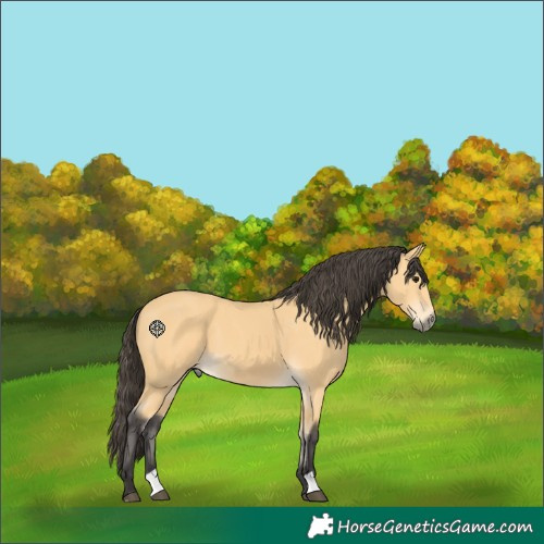 Horse Color:Buckskin 