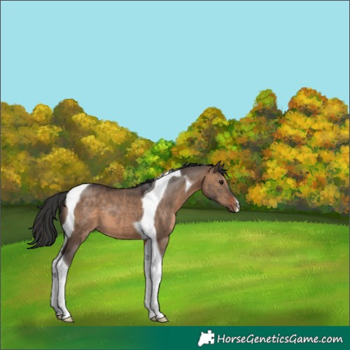 Horse Color:Brown Dun Tobiano 