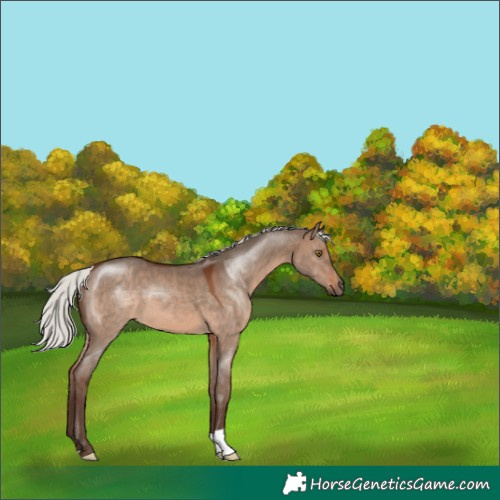 Horse Color:Silver Brown Dun