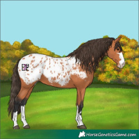 Horse Color:Bay Appaloosa