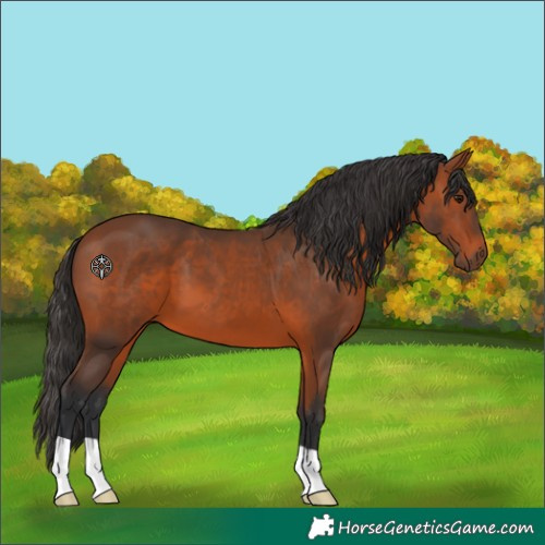 Horse Color:Bay 