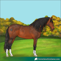 Horse Color:Bay 