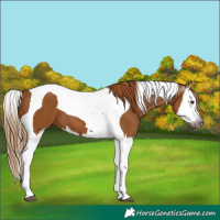 Horse Color:Gray Chestnut Splash Tobiano 