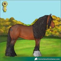 Horse Color:Bay 