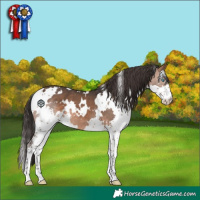 Horse Color:White Spotted Brown Splash