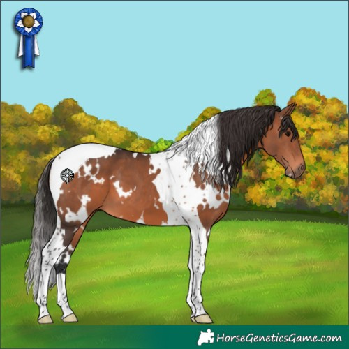 Horse Color:White Spotted Brown Tobiano 