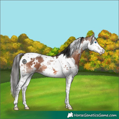 Horse Color:White Spotted Brown Splash Tobiano 