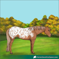 Horse Color:Chestnut Appaloosa 