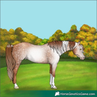 Horse Color:Gray Gold Champagne Tobiano