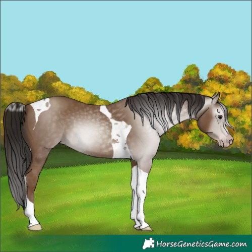 Horse Color:Gray Classic Champagne Tobiano 