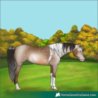 Horse Color:Gray Amber Champagne Tobiano 