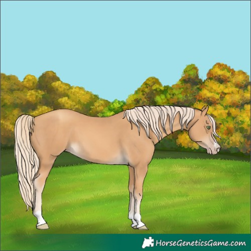 Horse Color:Gold Cream Champagne 