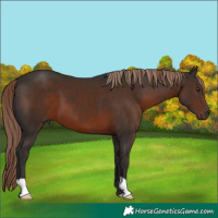 Horse Color:Liver Chestnut 