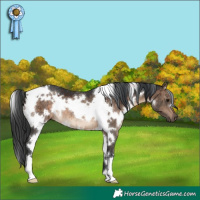 Horse Color:White Spotted Brown Dun Brindle