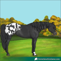 Horse Color:Black Appaloosa 