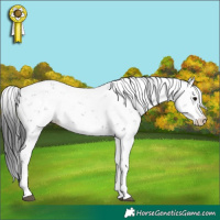 Horse Color:Black Sabino
