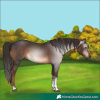 Horse Color:Gray Liver Chestnut Sabino Tobiano