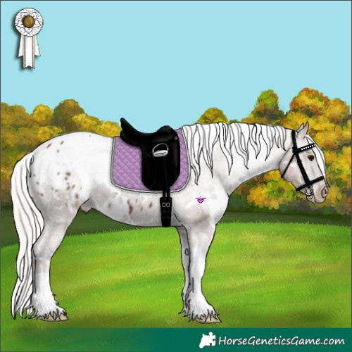 Horse Color:White Spotted Silver Black Appaloosa 