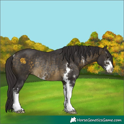 Horse Color:Buckskin Sabino Rabicano 
