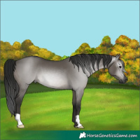 Horse Color:Gray Grullo