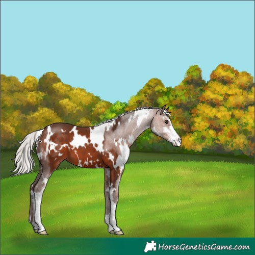 Horse Color:White Spotted Silver Brown Sabino 