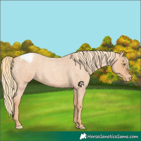 Horse Color:Gold Champagne Roan Appaloosa 