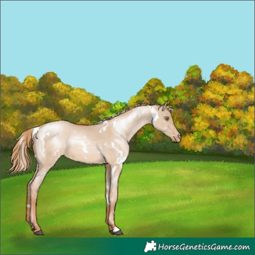 Horse Color:White Spotted Red Dun Pearl Varnish