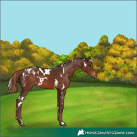 Horse Color:White Spotted Liver Chestnut Appaloosa 